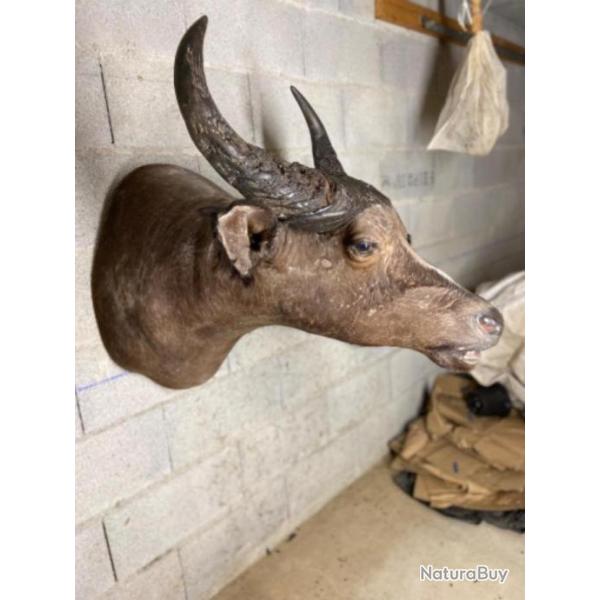 Buffle du burkinafasso