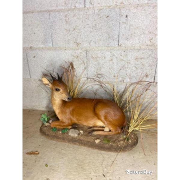 Antilope cphalopode rouge