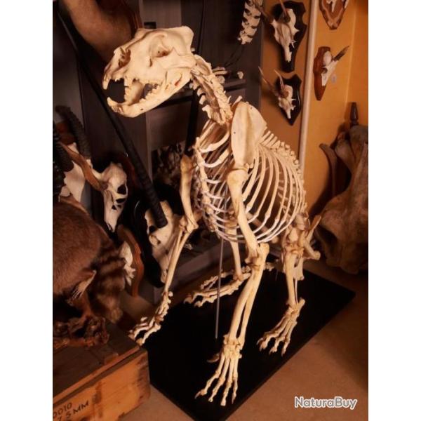 Squelette complet de lionne ; Panthera leo