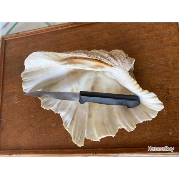 COUTEAU  BEC D OISEAU  4   2023