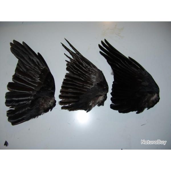 aille de corbeau complte (plume)