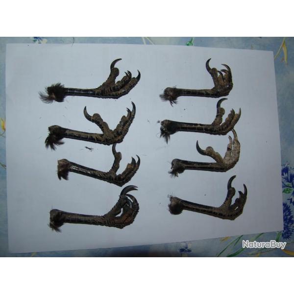 lot de 8 pattes de corbeaux corneilles noires congel�