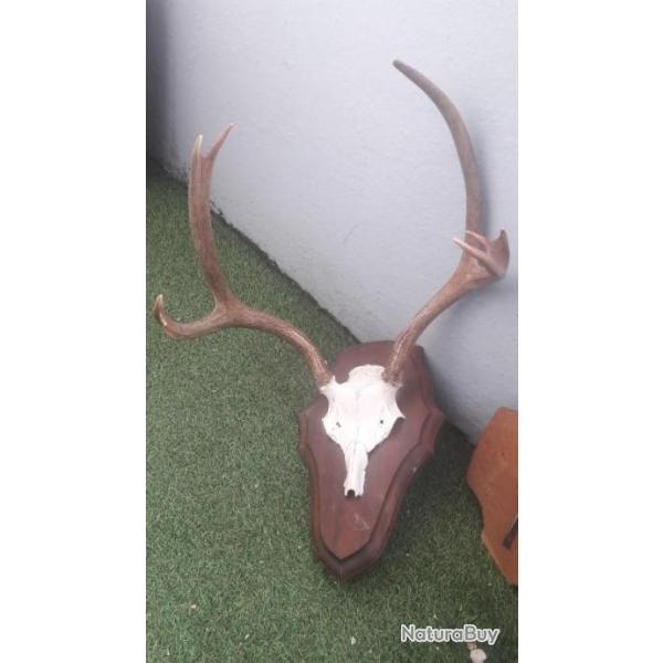 Trophe de cerf de Virginie ; Odocoileus virginianus