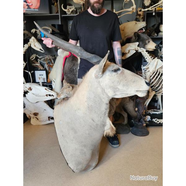 Taxidermie d' Eland du Cap ; taurotragus oryx