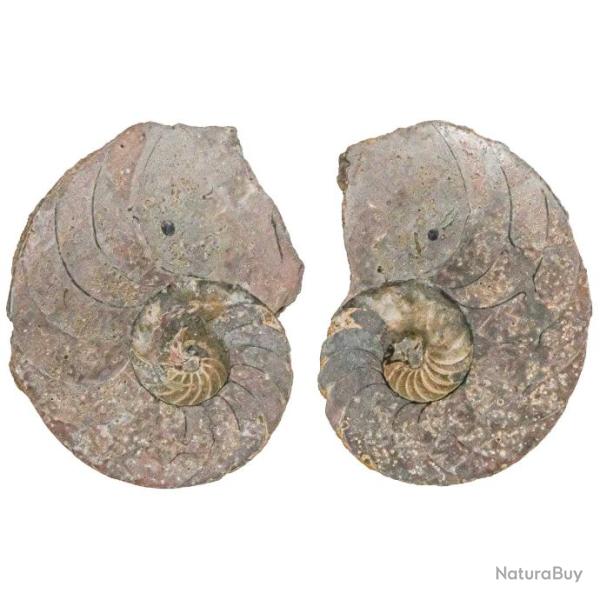 Nautile fossile sci� - La paire - 745 grammes
