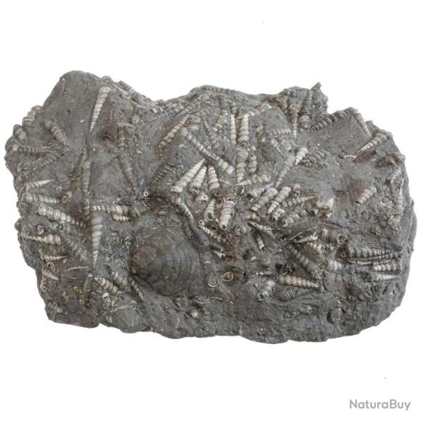 Gros bloc avec coquillages potamides fossiles - 6.5 kg