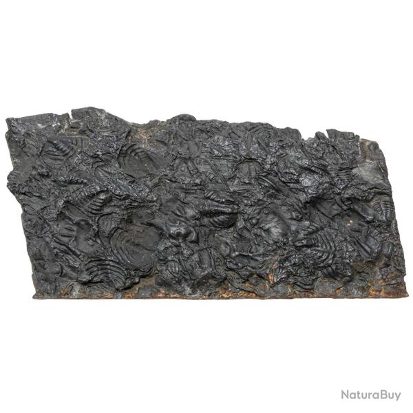Plaque fossile avec pygidiums de trilobites - 349 grammes