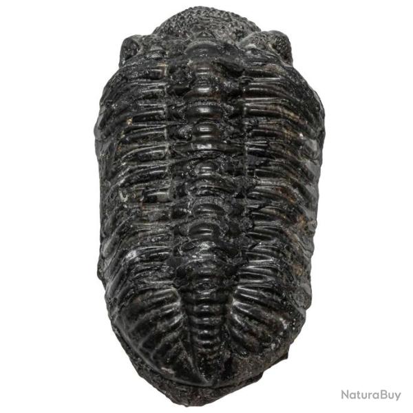 Gros trilobite phacops fossile - 678 grammes