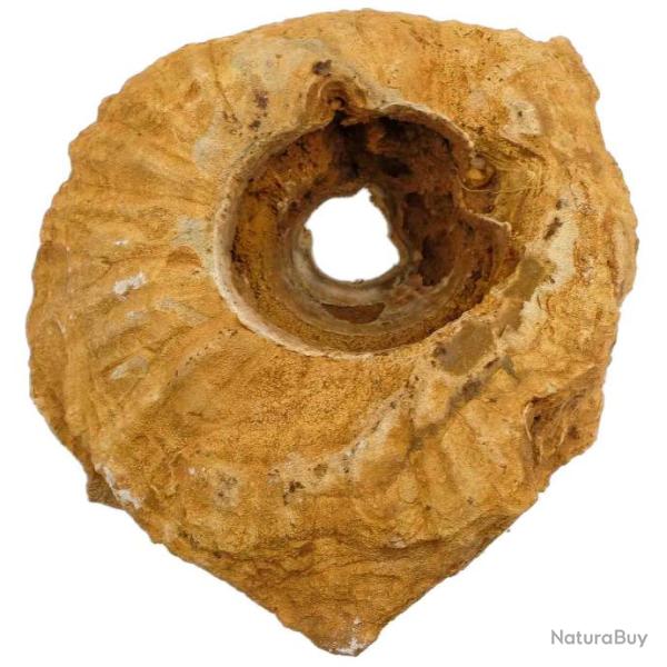 Coquillage spirula salomonensis sur gangue - 395 grammes