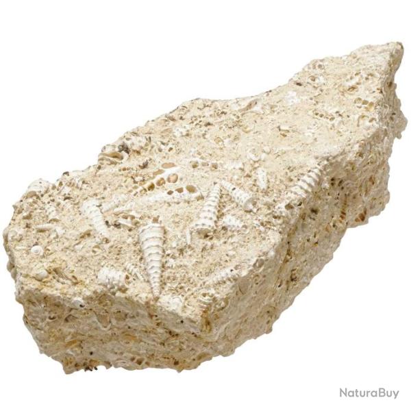 Bloc calcaire fossile avec coquillages c�rithes - 2.08 kg