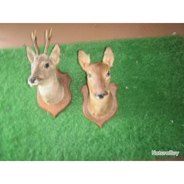 Chevreuil male et chevreuil femelle