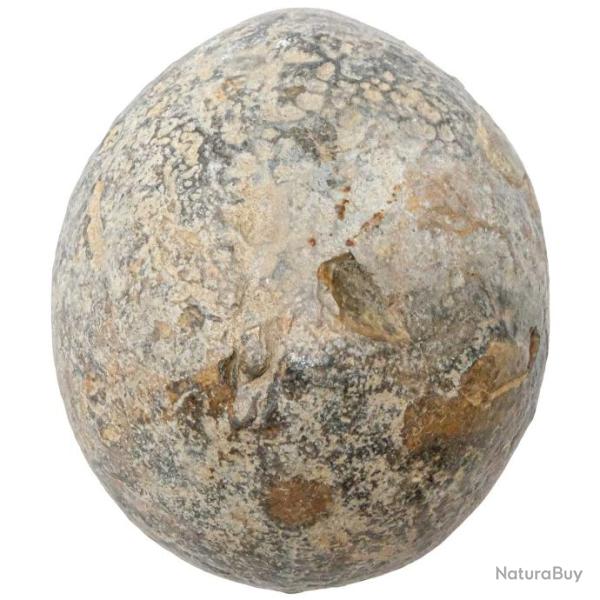 Oursin fossile - 558 grammes