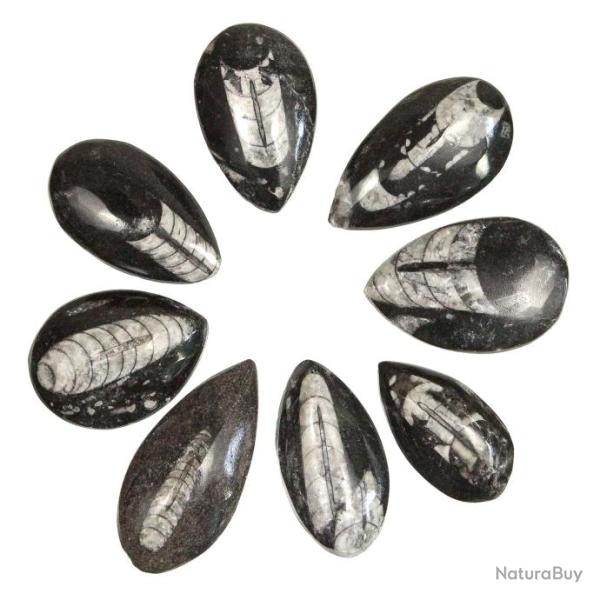 Orthoceras fossile poli - A l'unit� 10 � 14 cm