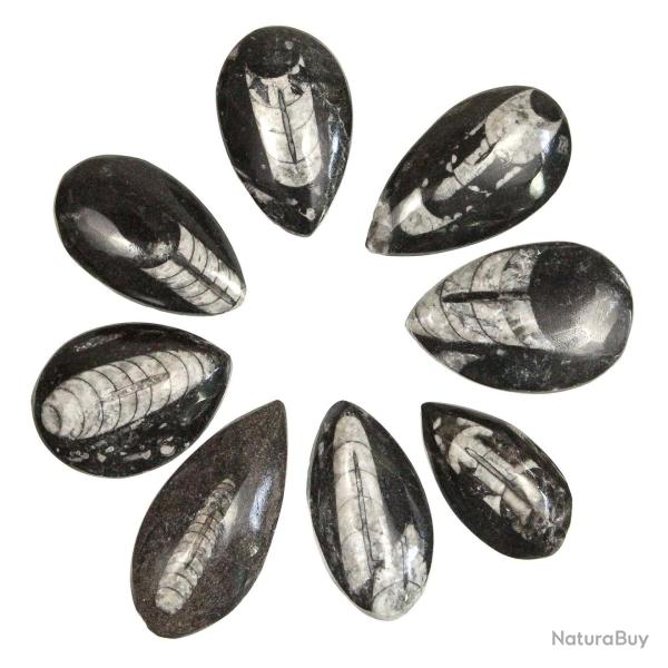 Orthoceras fossile poli - A l'unit� 16 � 19 cm