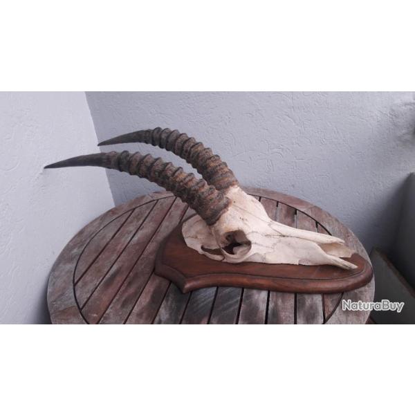 Troph�e d' antilope Rouanne / chevaline ; Hippotragus equinus