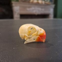 Cr&acirc;ne d' Ins&eacute;parable (Love bird) #0303(2)