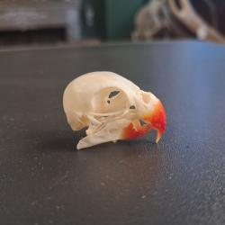 Cr&acirc;ne d' Ins&eacute;parable (Love bird) #3107(1)