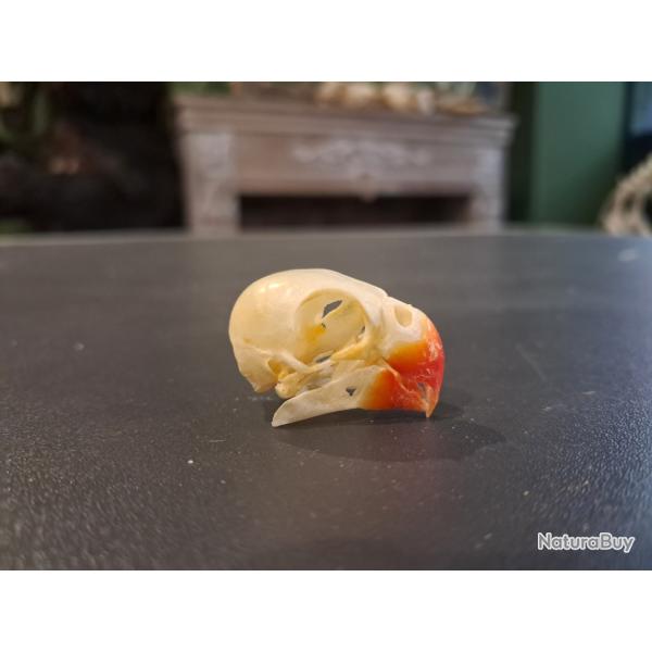 Cr�ne d' Ins�parable (Love bird) #0303(2)