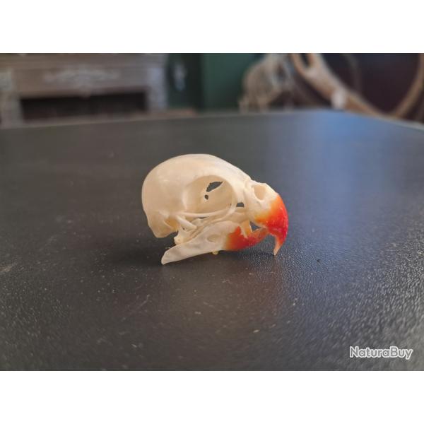 Cr�ne d' Ins�parable (Love bird) #3107(1)