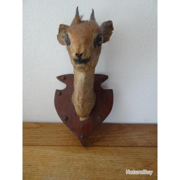 Tr�s Rare Troph�e ancien de Damara Dik-Dik Originaire de Namibie Antilope Gazelle