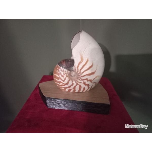 Magnifique  grande coquille nautile