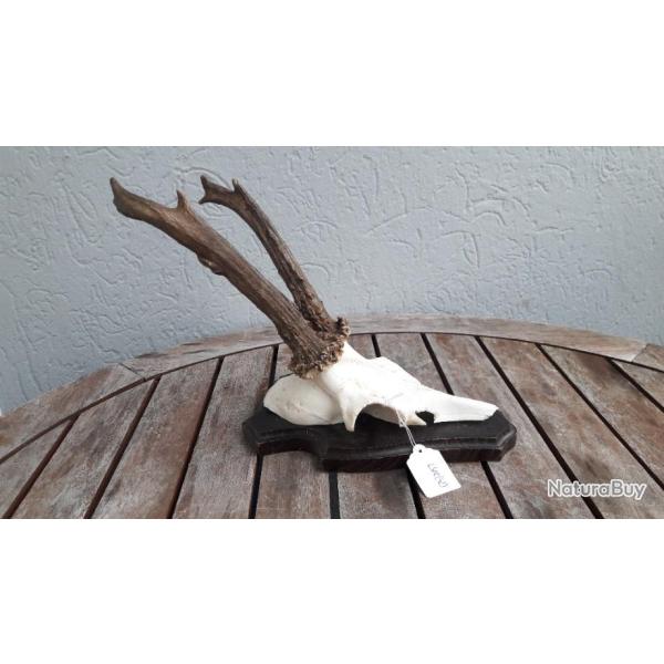 Chevreuil sur �cusson #L502(42)