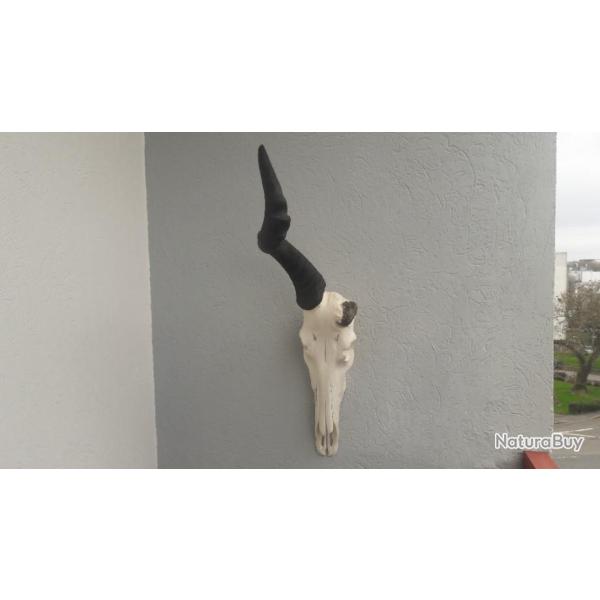 Cr�ne de Bubale t�te bizarde ; Alcelaphus buselaphus