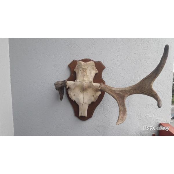 Trophe Elan / Orignal tte bizarde