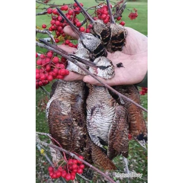 Chasse aux bcasses en Estonie