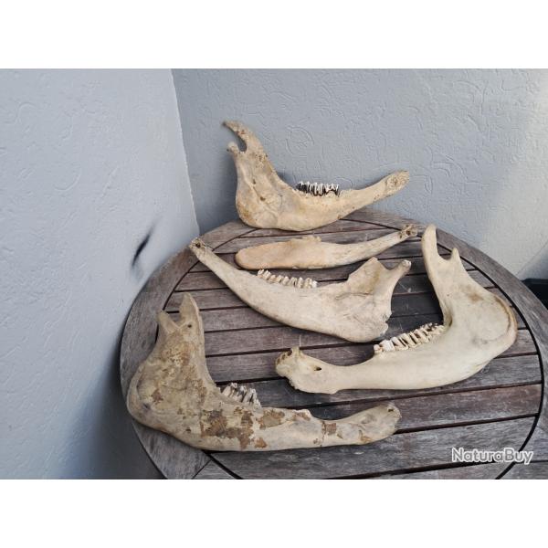 Lot de demi m�choires de vache ; Bos taurus