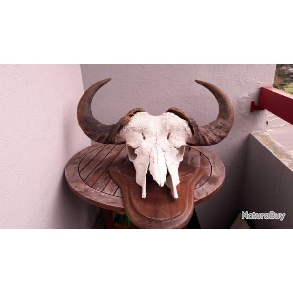 Troph�e du buffle du Cap ( caffer ) ; Syncerus caffer #2