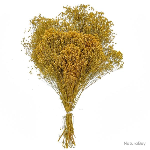 Bouquet fleurs s�ch�es broom bloom - 50 cm