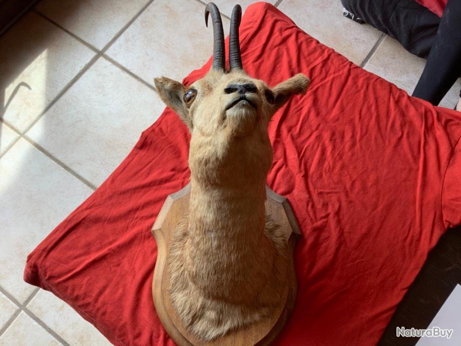 Trophée De Chasse - Cornes De Chamois Sur Massacre / Plaque - Taxidermie, Objet De Curiosité