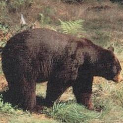 DELTA MCKENZIE TRUE LIFE 104 BLASON OURS