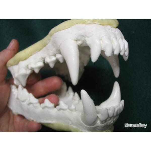 Taxidermie.Reconstitution mchoire de loup