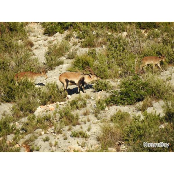 ESPAGNE - IBEX DU SUD EST