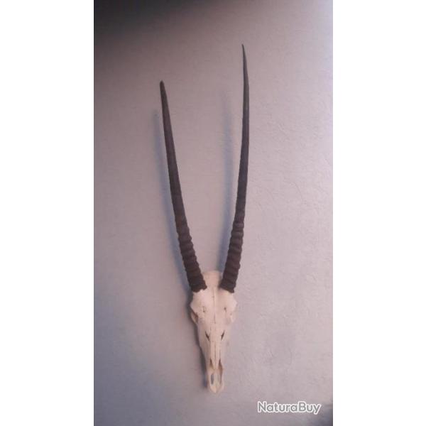 Cr�ne d' Oryx #2010