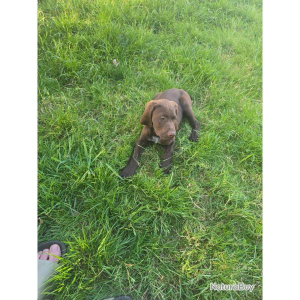 Chiot braque allemand m�le n�e le 12/03/26