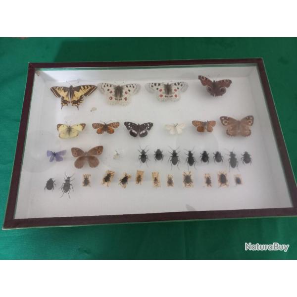 Cadre de  papillons et insectes naturalis�s sous verre du  naturaliste N�r�e Boub�e, 20�me