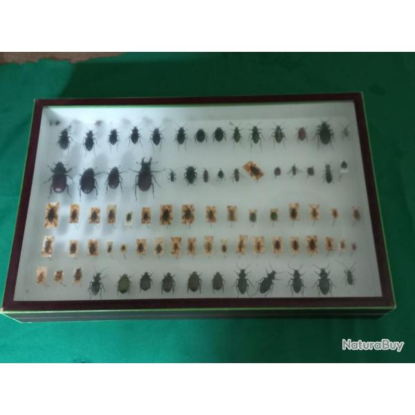Cadre d' insectes naturalis�s sous verre du  naturaliste N�r�e Boub�e, 20�me