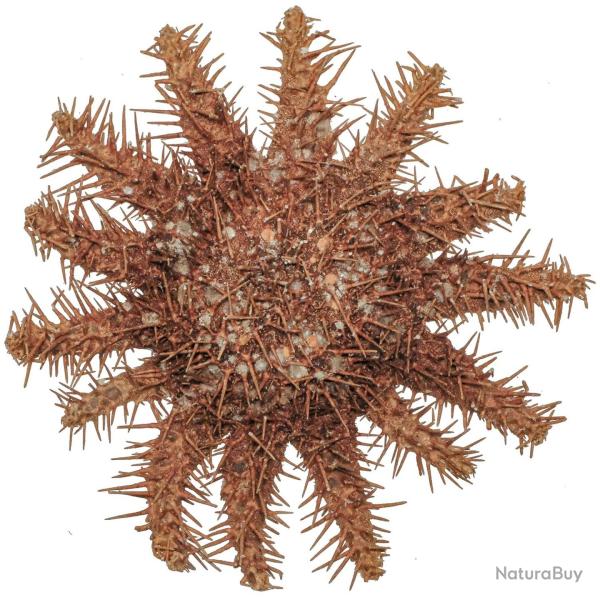 Etoile de mer acanthaster planci 20 � 25 cm