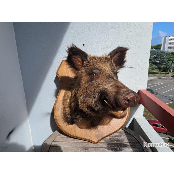 Taxidermie sanglier gueule ouverte #2008