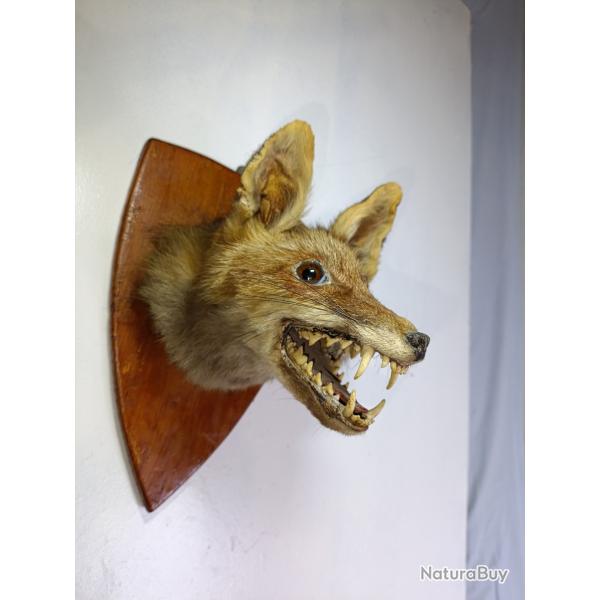 T�te de Renard d�corative