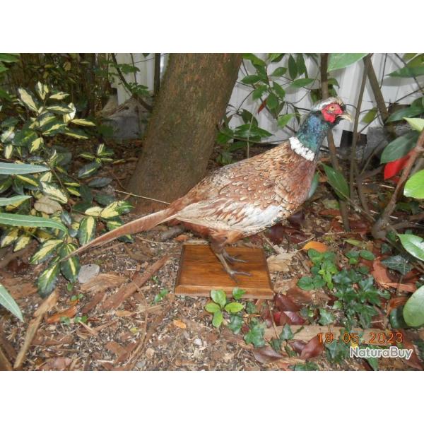 faisan naturalis� taxidermie  chasse cabinet de curiosit� d�co