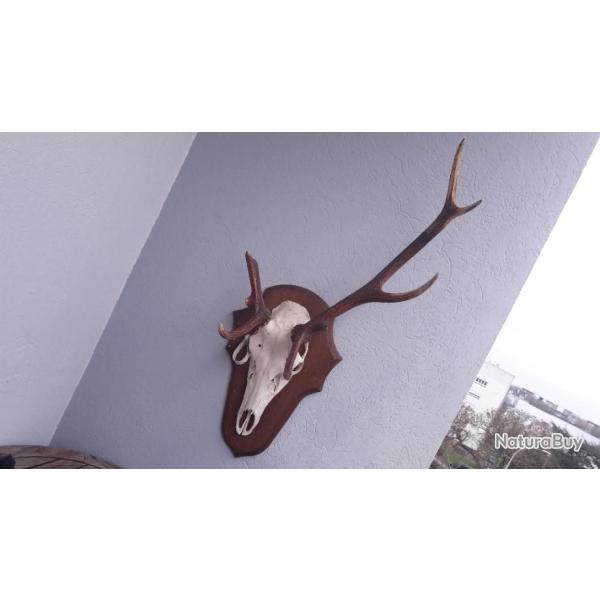 Troph�e de cerf �laphe atypique