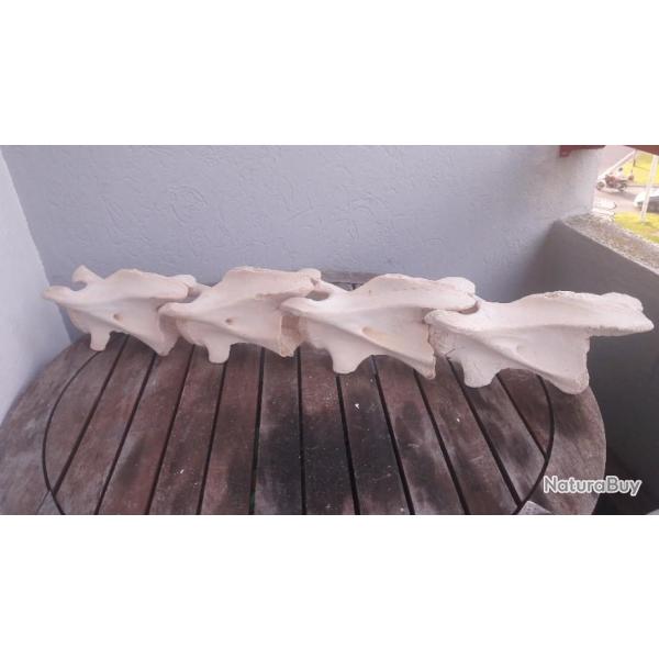 Lot de 4 vertbres de girafe ; Giraffa camelopardalis