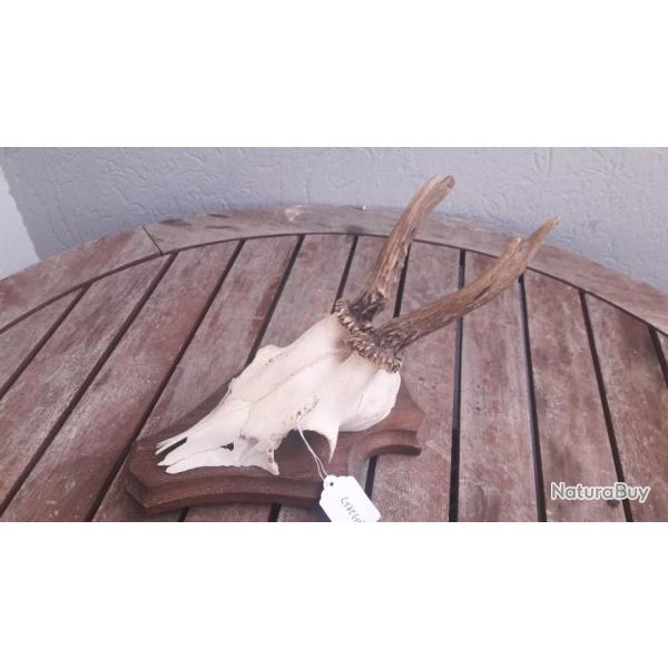 Chevreuil sur cusson #L17E(13)