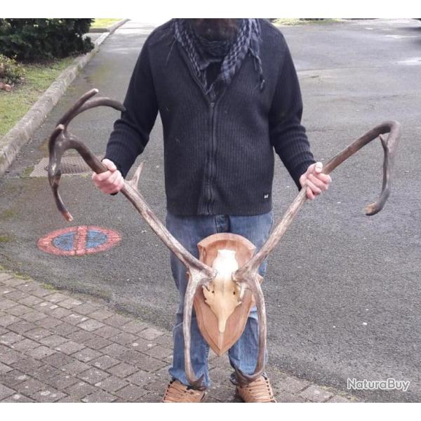 Troph�e de Renne /Caribou ; Rangifer tarandus