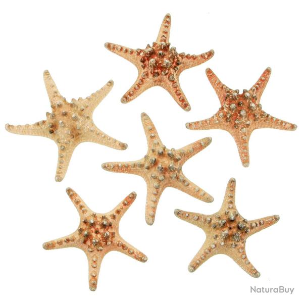 Etoiles de mer rhino protoreaster nodosus 14 � 17 cm - Lot de 2