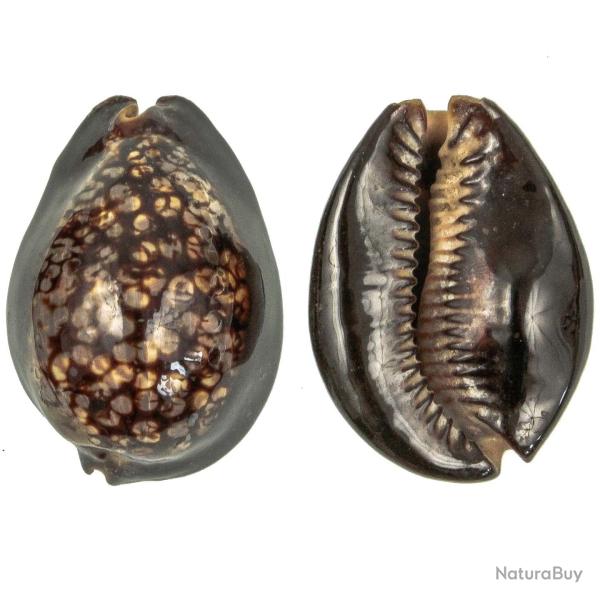Coquillage cypraea mauritiana 5 � 7 cm - Lot de 2
